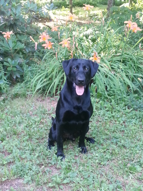 Warren-Hill's Celtic Journey QAA 2 | Black Labrador Retriver