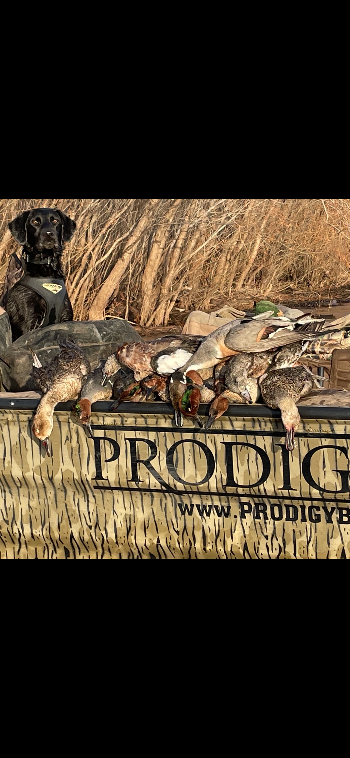 Piper At The Gates Of Dawn Ii JH | Black Labrador Retriver