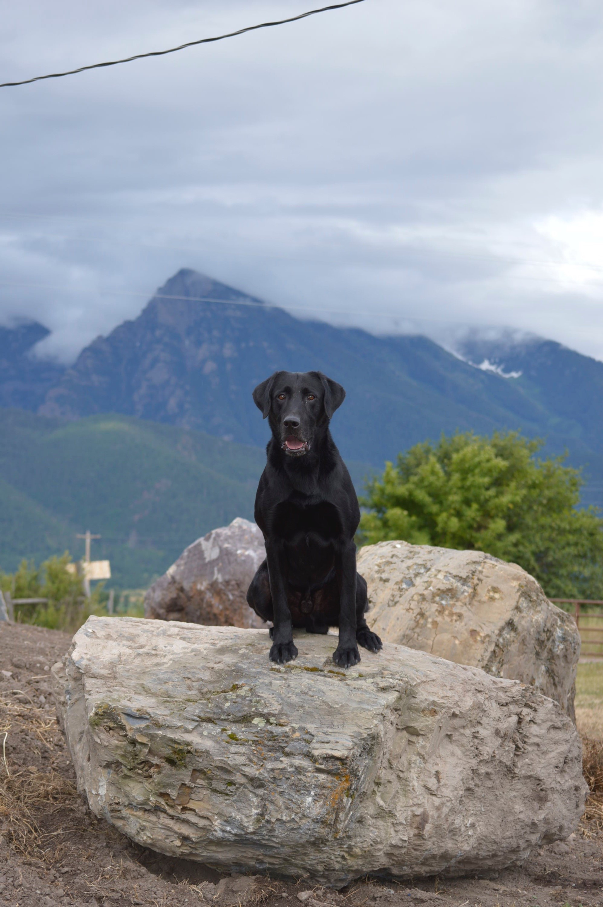 SRSCC SRSC SRSAC  Locked And Loaded MH24 QAA | Black Labrador Retriver