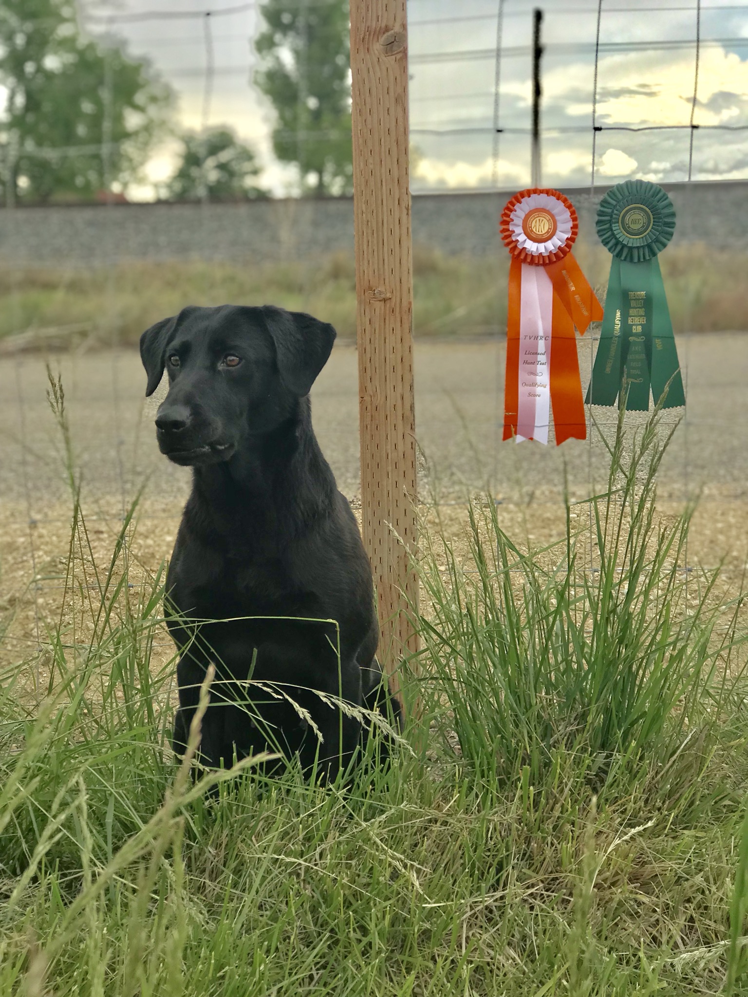 Limit Out's Legendary Madness MH | Black Labrador Retriver