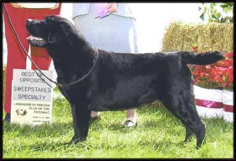 AM CH Ghoststone Hyspire Dressed To Impress BISS | Black Labrador Retriver