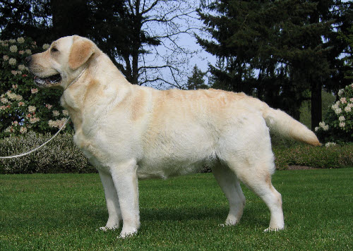 CH Ghoststone's Hollywood Blonde | Yellow Labrador Retriver