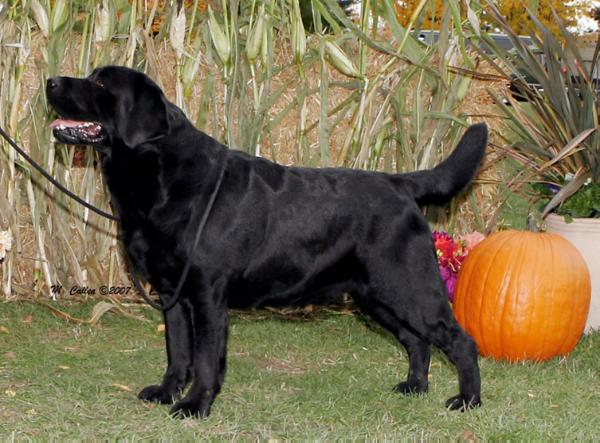 GCH CH Hyspire Shahli Hotter Than Blazes | Black Labrador Retriver