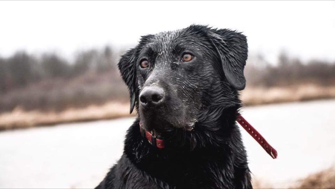 HRCH Black Dudes Nuck If You Buck MH | Black Labrador Retriver