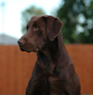 FC Way-Da-Go Call Of The Wild | Chocolate Labrador Retriver