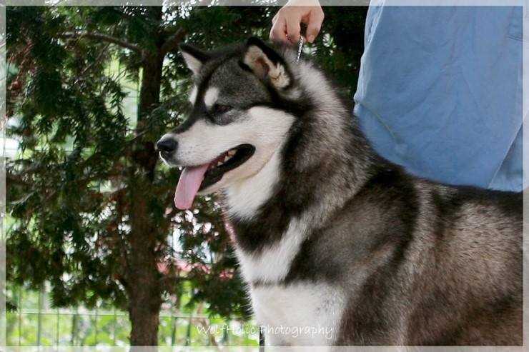 Wolfholic's Timeless Simplicity | Alaskan Malamute 