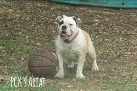 PCK's Ariat of Bullnanza Bulldogges | Olde English Bulldogge 