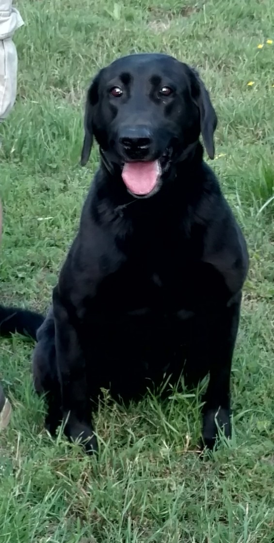 Topgun's Bewitched | Black Labrador Retriver