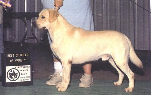 Ashway's Muncie Von Hausman | Yellow Labrador Retriver