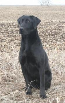 Stoney Creeks Migratory Hope  SH | Black Labrador Retriver