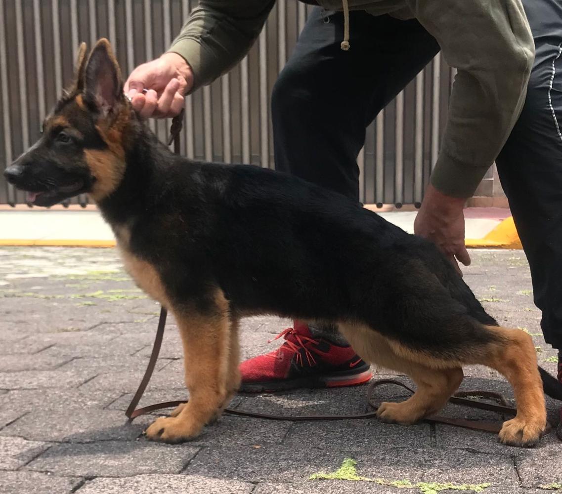 Ayak Casa Jaisan | German Shepherd Dog 