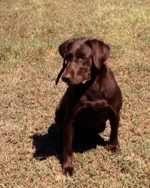 HRCH Gator Point's Swamp Water MH | Chocolate Labrador Retriver