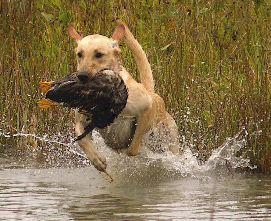 4x GMPR PRG's Mason Julian McDieserton The Third MH | Yellow Labrador Retriver