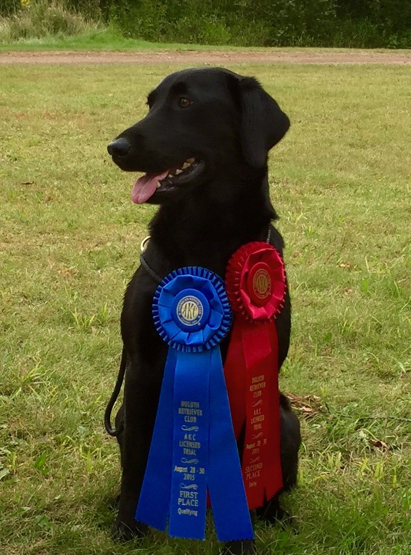 FC Heartbeat's Georgia Peanut QAA | Black Labrador Retriver