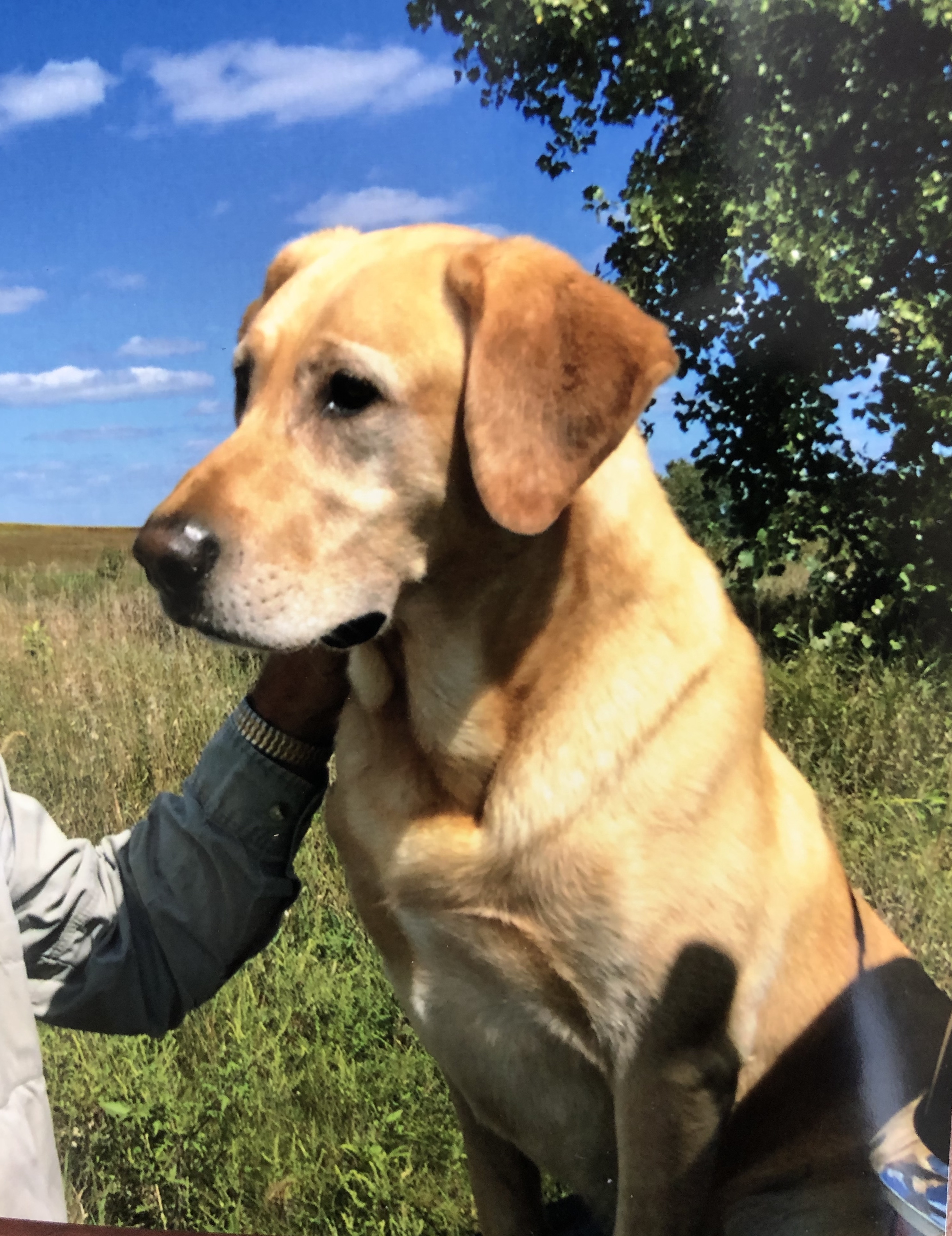 Rough N Ready Cracker Jack  MH | Yellow Labrador Retriver