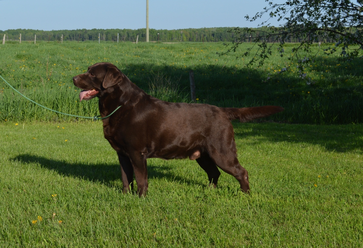 AM CAN GCH CH Highcaliber Labradale Expresso | Chocolate Labrador Retriver