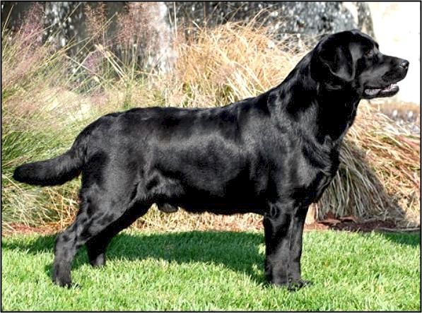 CH Hyspire Slim Shady JH | Black Labrador Retriver