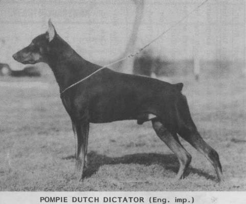 Pompie Dutch Dictator | Black Doberman Pinscher