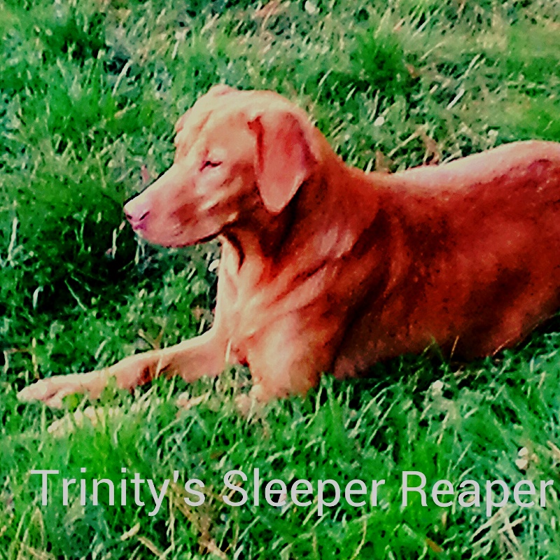 Trinity's Sleeper Reaper | Yellow Labrador Retriver