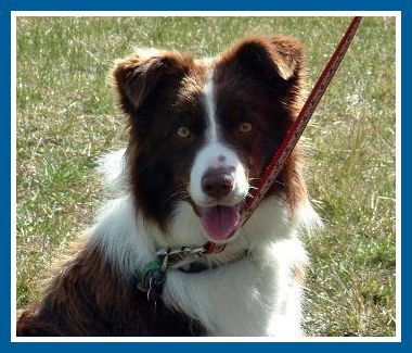 Dunwurkn Jordy Girl | Border Collie 