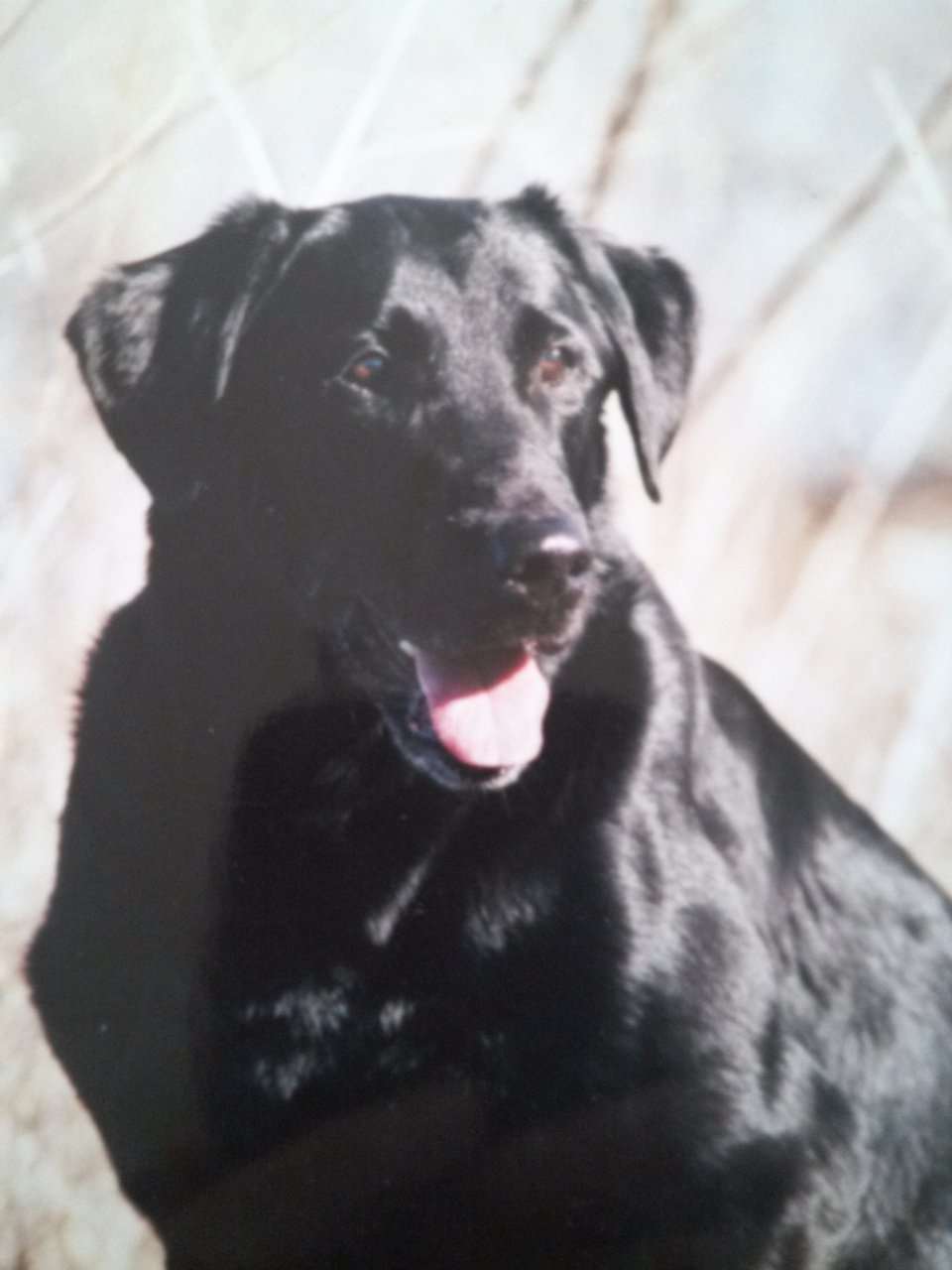 FC AFC Super Sky Rocket | Black Labrador Retriver