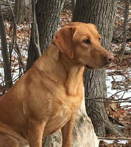 AJTOP Dewey's Money II Gold SH | Yellow Labrador Retriver