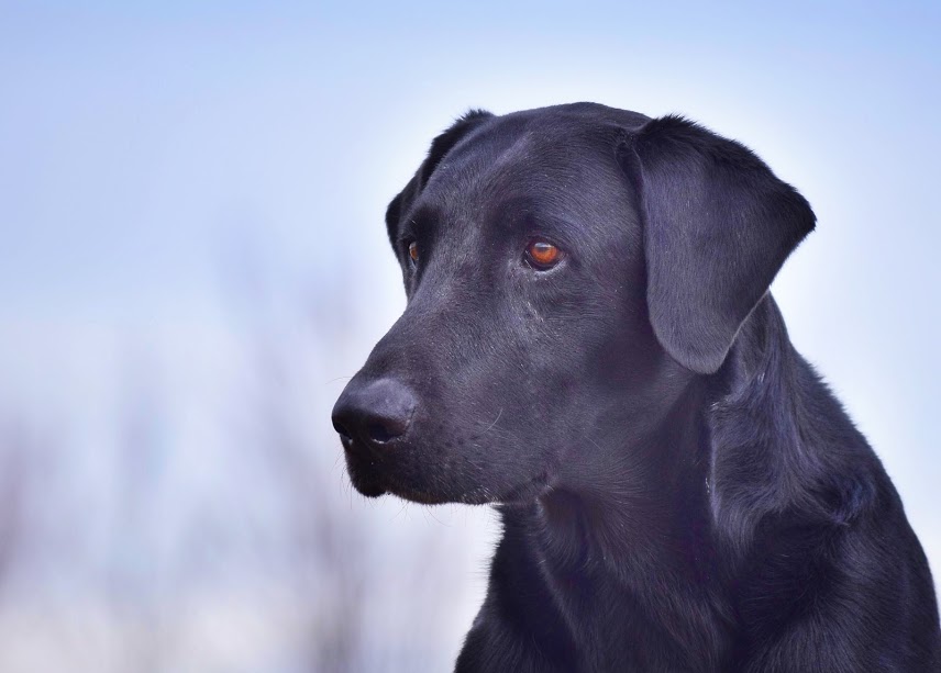 Hilltops South Fork Gunner MH QA2 | Black Labrador Retriver