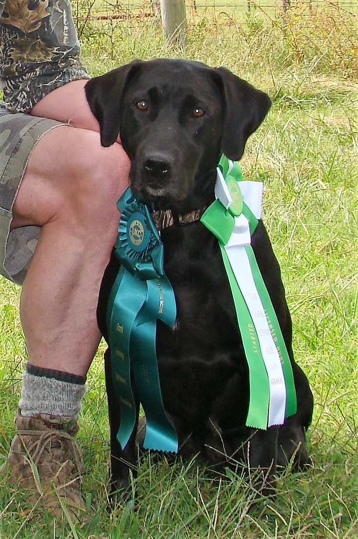 APR SHR Goose's Little Keeper JH | Black Labrador Retriver