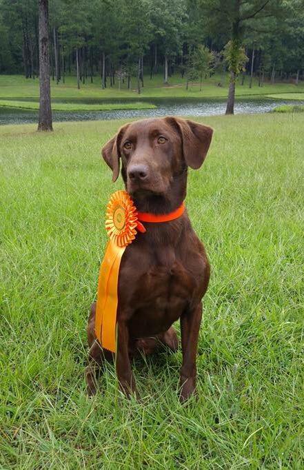 HRCH UH Whitley's Stormy Blue Moon Colt MH | Chocolate Labrador Retriver