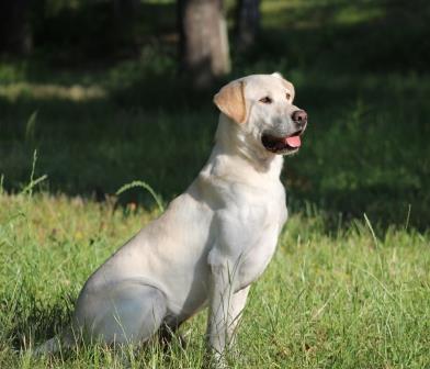 HRCH UH No Limit's Can't Win Without A Jeep MH | Yellow Labrador Retriver