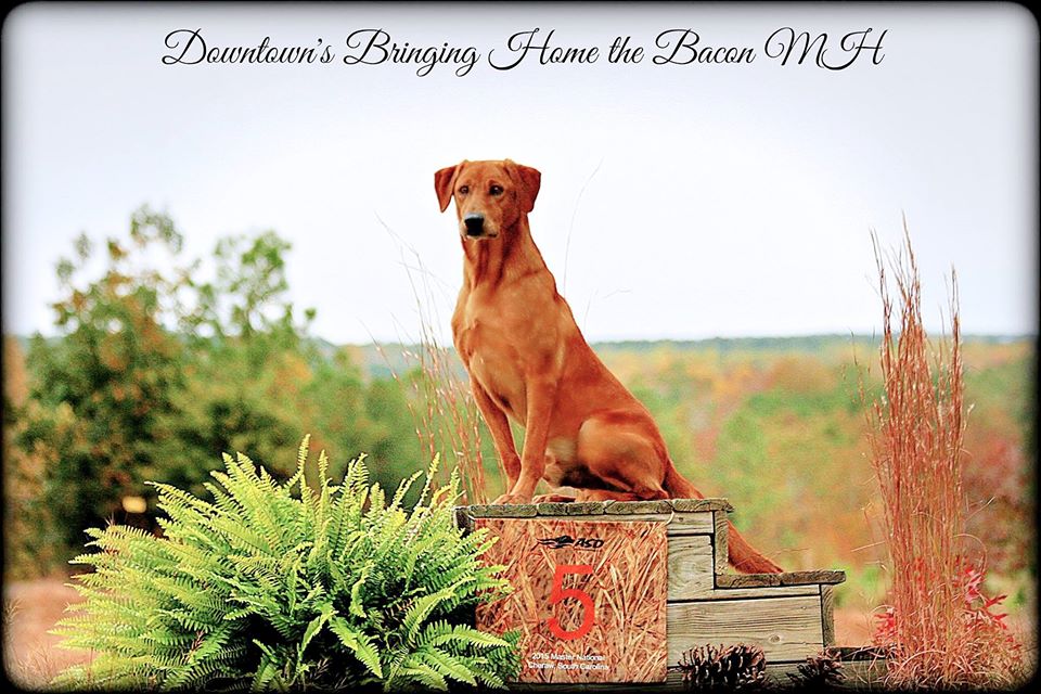 HRCH Downtown's Bringing Home The Bacon MH | Yellow Labrador Retriver