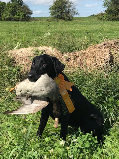 Beck's Eighth Old Man MH | Black Labrador Retriver