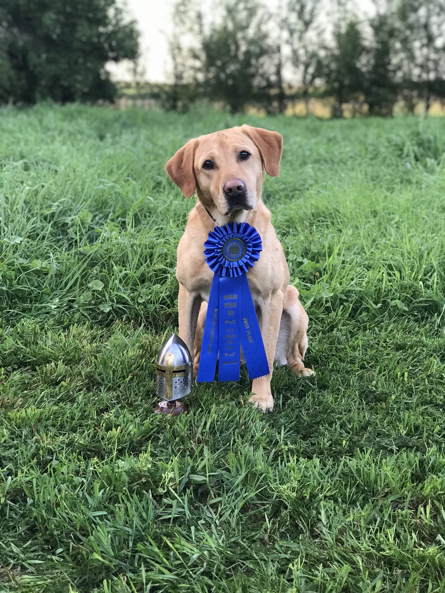 4X GMPR HRCH Cashman's Touch 'em All Kirby Nemitz MH QAA | Yellow Labrador Retriver