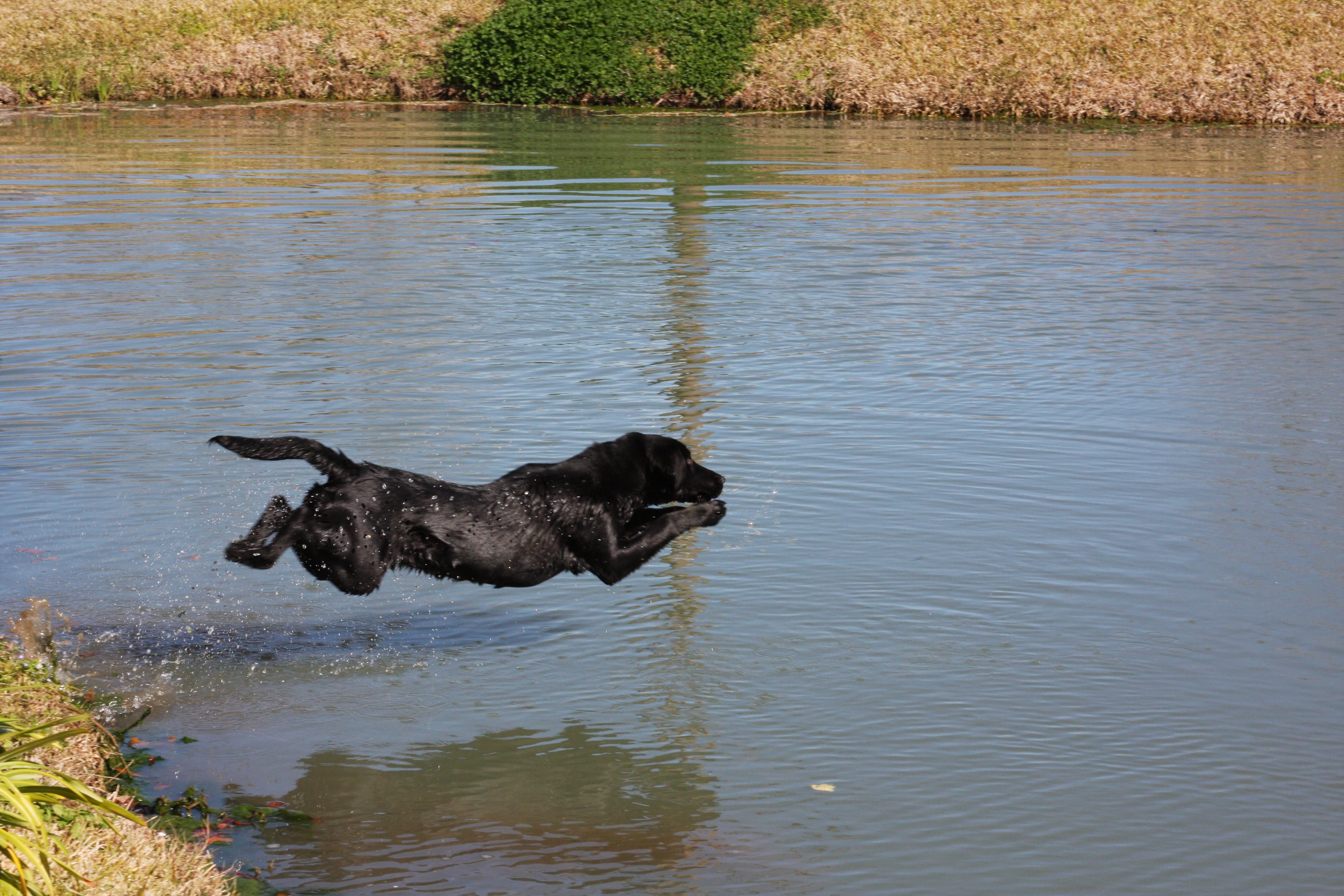 Cuz's Shadow of Tara Belle | Black Labrador Retriver