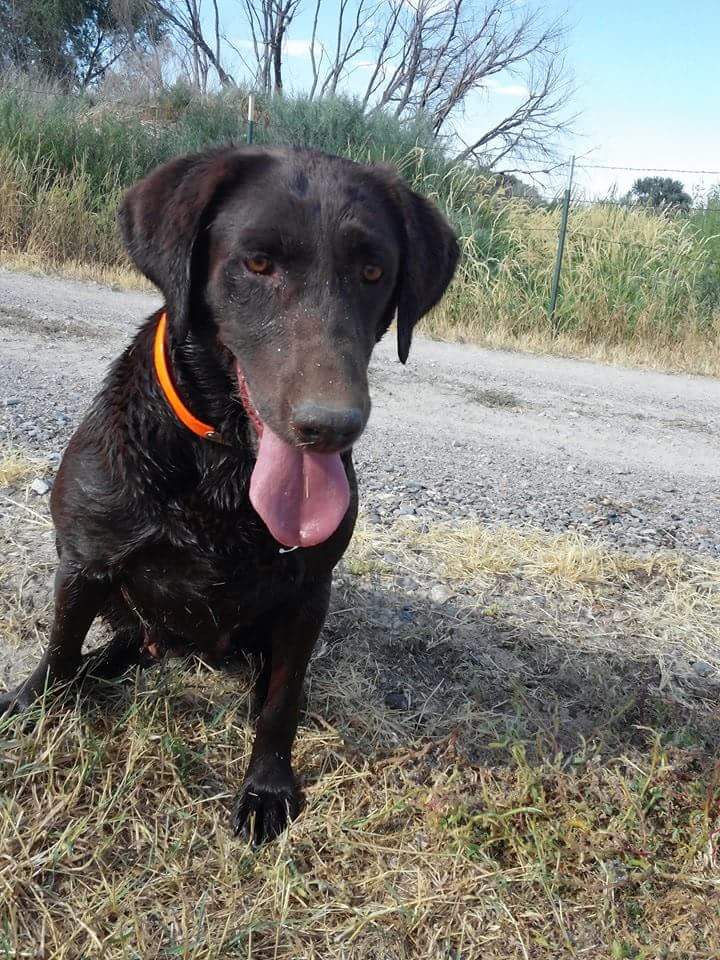 Harleys Chocolate Kiss | Chocolate Labrador Retriver