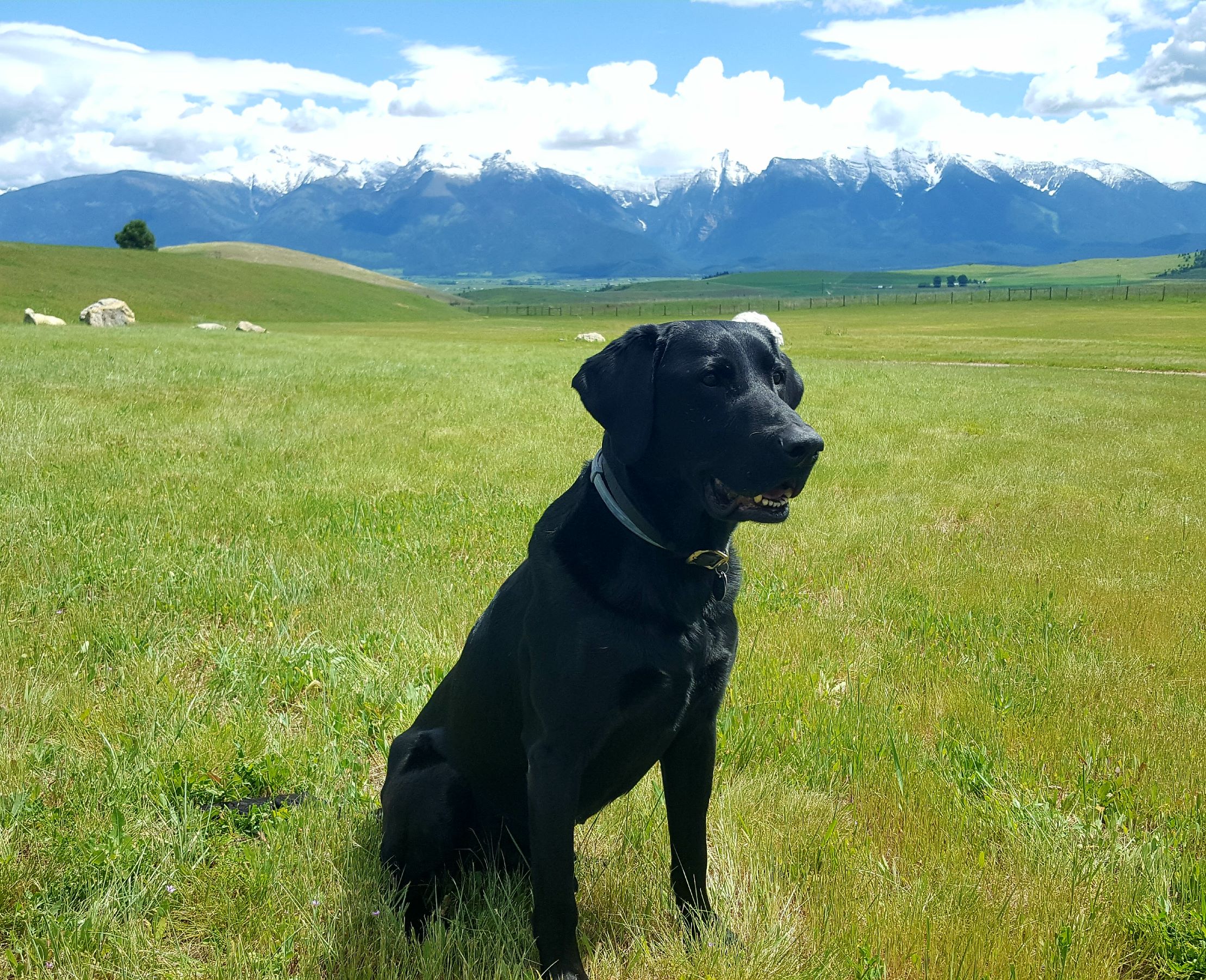 AFC All Out Gone To The Dark Side | Black Labrador Retriver