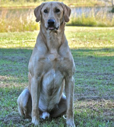 FC AFC Akuk's UpGrade | Yellow Labrador Retriver