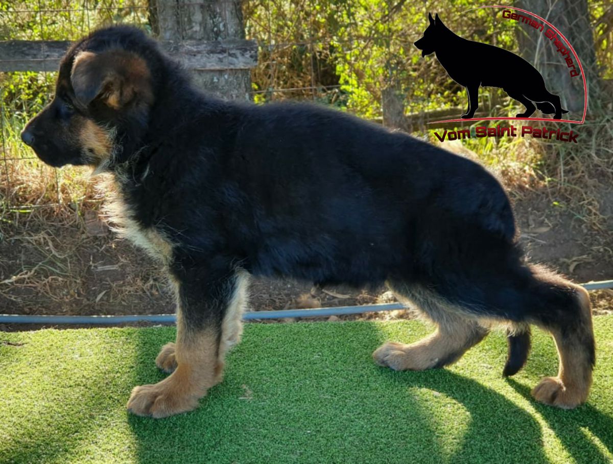 Ulma von der freund | German Shepherd Dog 
