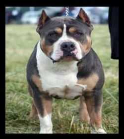 SAVAGE BIG BOI MC MILLAN | American Pit Bull Terrier 