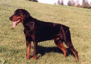 Xandro v. Grenzturm | Black Doberman Pinscher