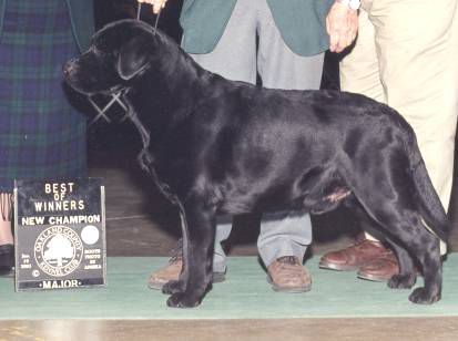 CH Bonaventure's Cole Younger | Black Labrador Retriver