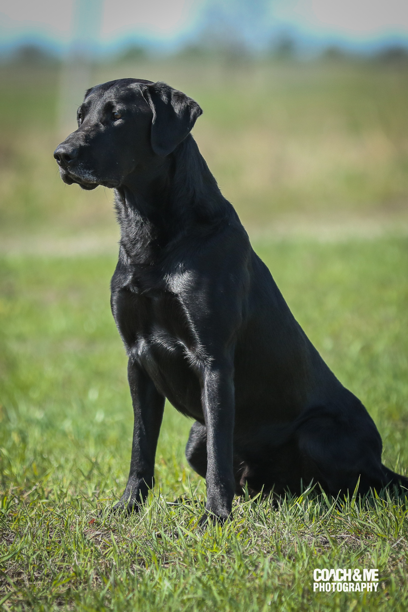 FC AFC Pepperjack's Marsh Surfer | Black Labrador Retriver