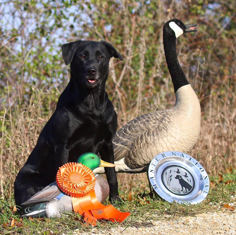 I Heard It Through The Grapevine MH | Black Labrador Retriver