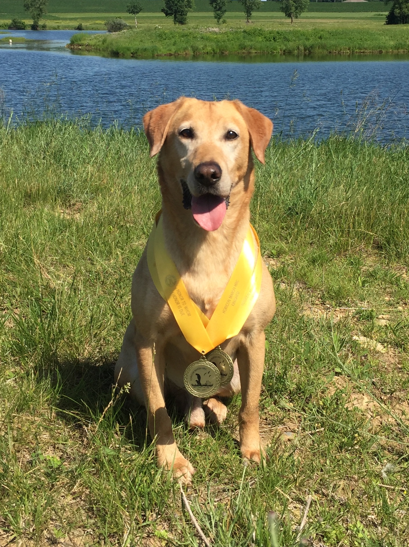 GRHRCH5 UH North Fork's Big River Is Rising MH MNH | Yellow Labrador Retriver