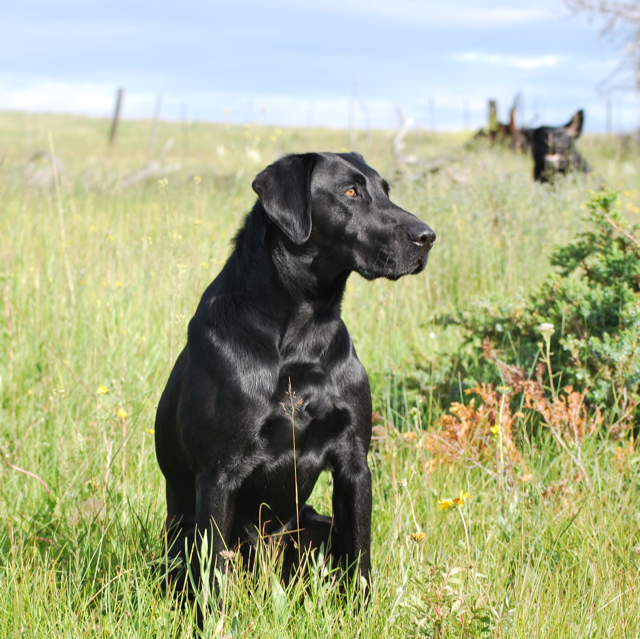 FTCH AFTCH Brentwood Gem's Double Shot | Black Labrador Retriver