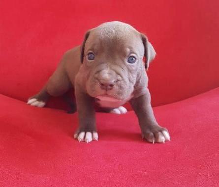 BULLY ROTH CHELSEA | American Pit Bull Terrier 