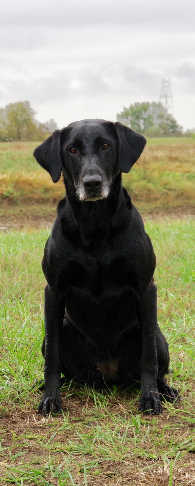 Getty's Ramblin' Wreck QA2 | Black Labrador Retriver