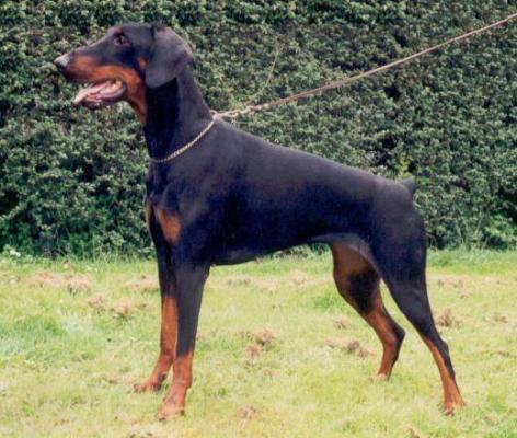 Gentle Massay v.d. Berkensingel | Black Doberman Pinscher