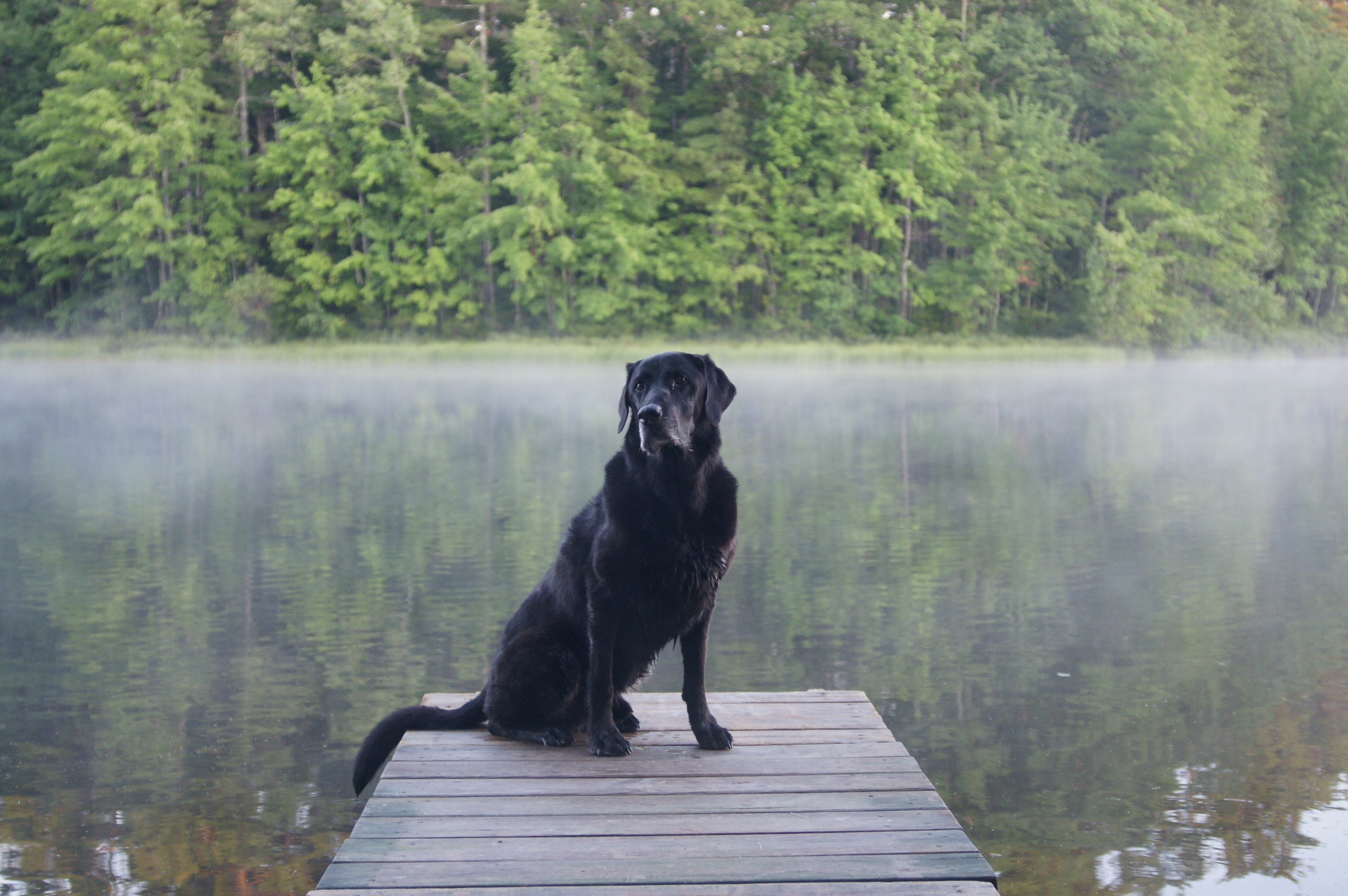 Folly Cove's Lefty Ace | Black Labrador Retriver