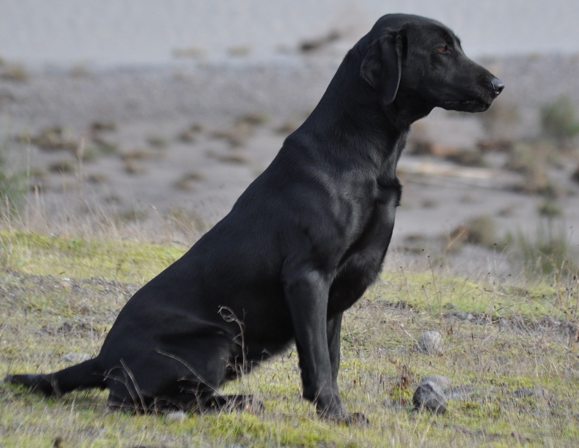 Skookum Creek's Another Chapter MH | Black Labrador Retriver